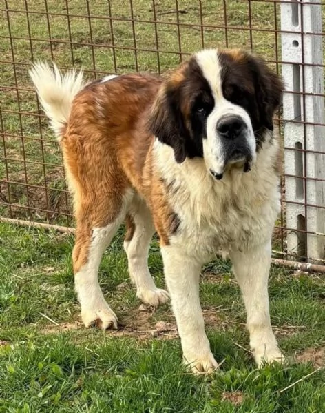 BOSCO - San Bernardo 3 anni e mezzo cerca casa - in adozione  | Foto 1