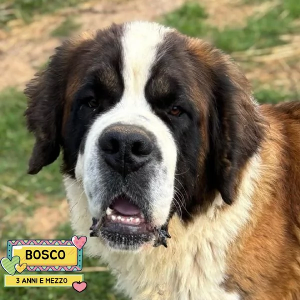 BOSCO - San Bernardo 3 anni e mezzo cerca casa - in adozione 