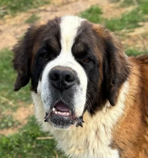 BOSCO - San Bernardo 3 anni e mezzo cerca casa - in adozione  | Foto 0