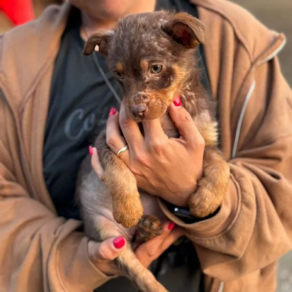 CHOCO cucciolo 3 mesi taglia medio piccola cerca casa - in adozione | Foto 0