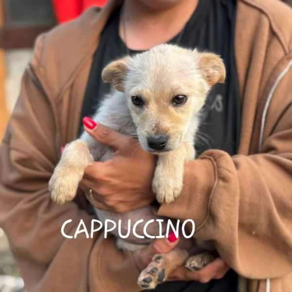 CAPPUCCINO dolce cucciolo 3 mesi cerca casa - tg medio piccola
