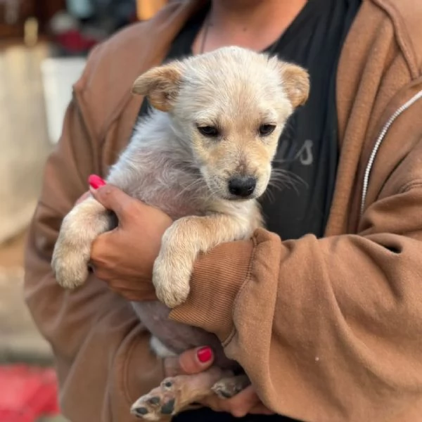 CAPPUCCINO dolce cucciolo 3 mesi cerca casa - tg medio piccola | Foto 0