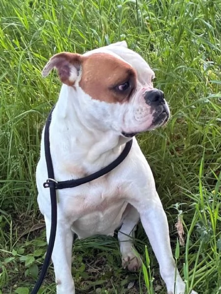 EMMA american bulldog 5 anni cerca casa - in adozione | Foto 1