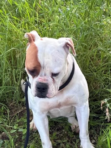 EMMA american bulldog 5 anni cerca casa - in adozione | Foto 0