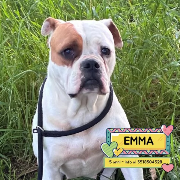 EMMA american bulldog 5 anni cerca casa - in adozione