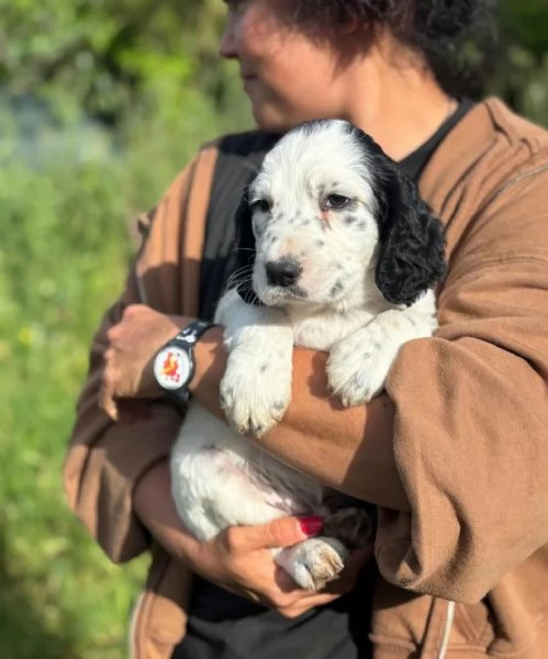 Snoopy cucciolo setter inglese in adozione - cerca casa | Foto 2