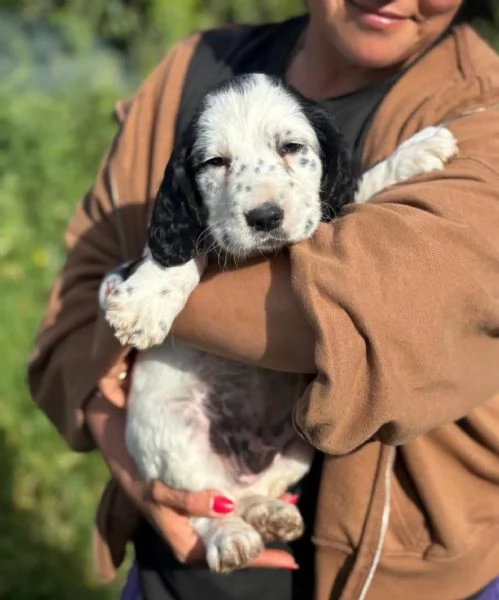 Snoopy cucciolo setter inglese in adozione - cerca casa | Foto 1