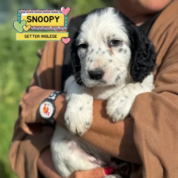Snoopy cucciolo setter inglese in adozione - cerca casa