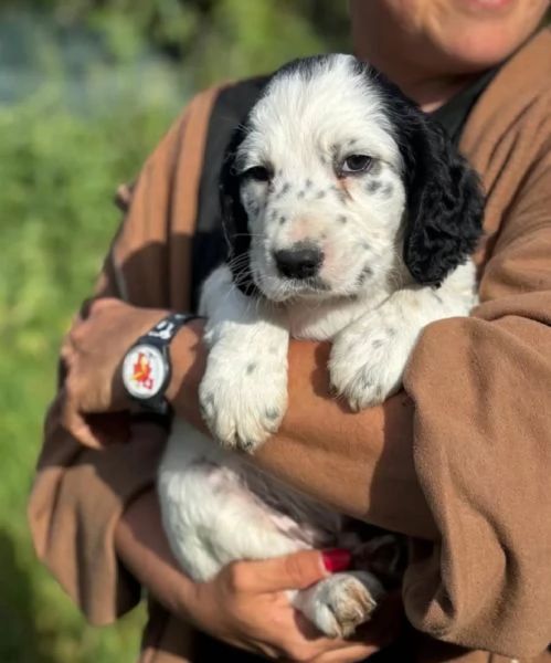 Snoopy cucciolo setter inglese in adozione - cerca casa | Foto 0