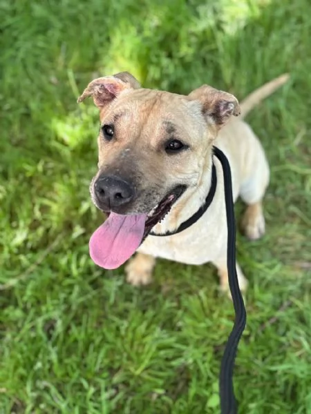 ZOE dolce cagnolina 4 anni cerca casa - in adozione  | Foto 2