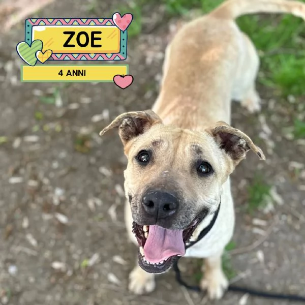 ZOE dolce cagnolina 4 anni cerca casa - in adozione 
