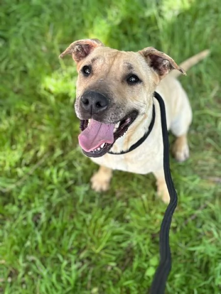 ZOE dolce cagnolina 4 anni cerca casa - in adozione  | Foto 1