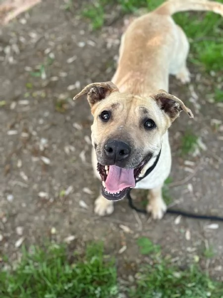 ZOE dolce cagnolina 4 anni cerca casa - in adozione  | Foto 0