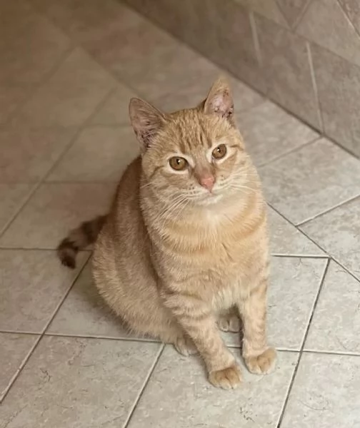 MIA adozione del cuore . dolce gattina cerca casa | Foto 3