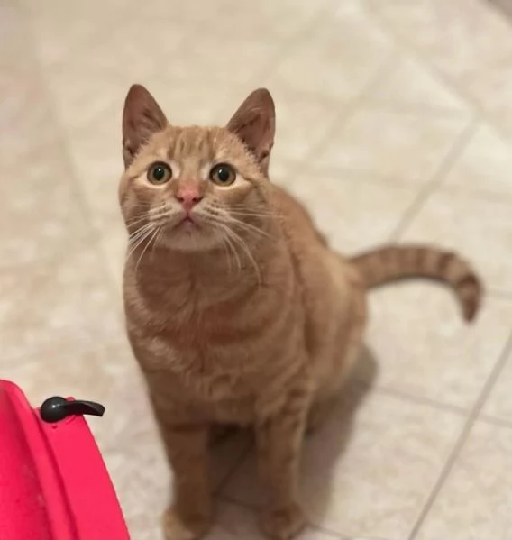 MIA adozione del cuore . dolce gattina cerca casa | Foto 2