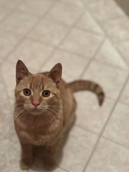 MIA adozione del cuore . dolce gattina cerca casa | Foto 1