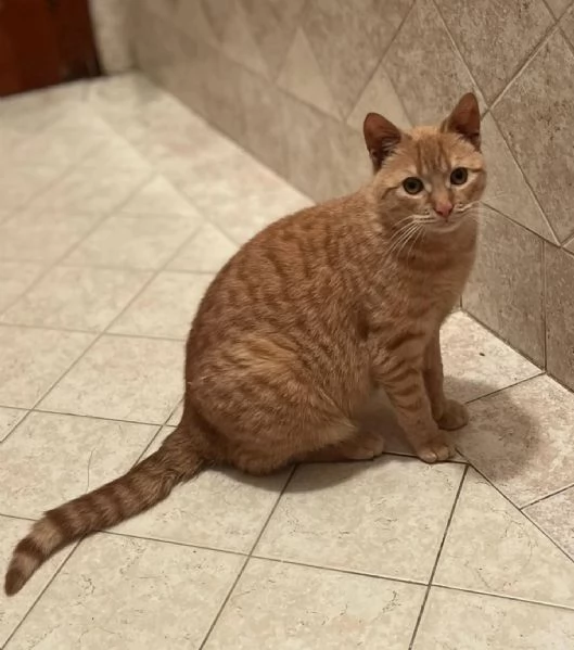 MIA adozione del cuore . dolce gattina cerca casa | Foto 0