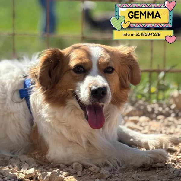 GEMMA cagnolina taglia medio piccola in adozione - 3 anni e mezzo  | Foto 6