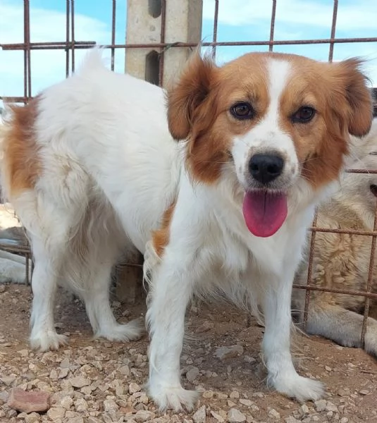 GEMMA cagnolina taglia medio piccola in adozione - 3 anni e mezzo  | Foto 5
