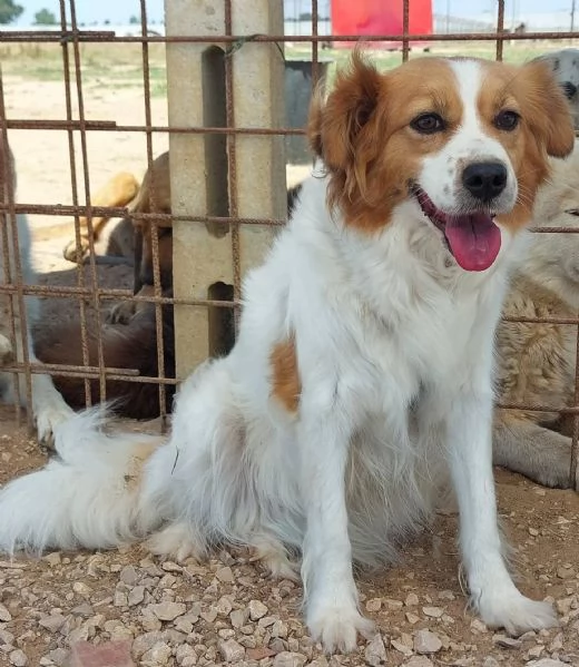GEMMA cagnolina taglia medio piccola in adozione - 3 anni e mezzo  | Foto 4