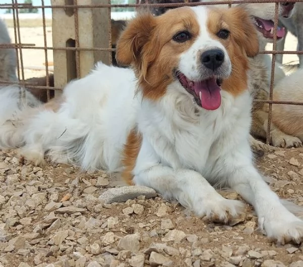GEMMA cagnolina taglia medio piccola in adozione - 3 anni e mezzo  | Foto 3