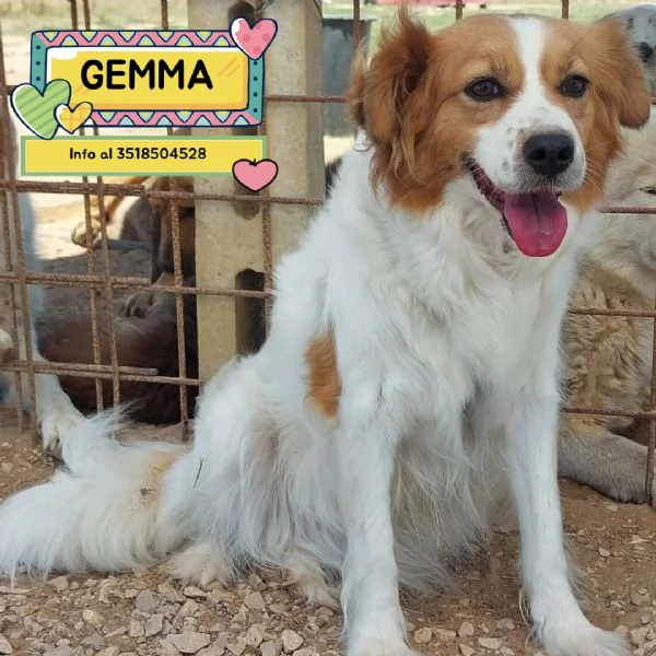 GEMMA cagnolina taglia medio piccola in adozione - 3 anni e mezzo 