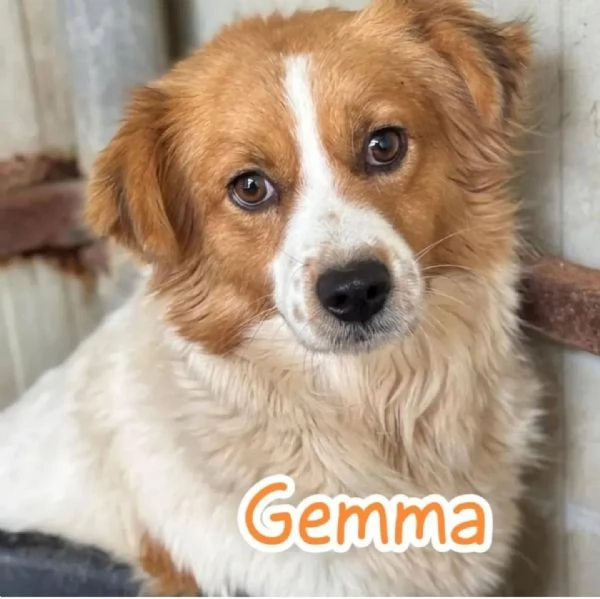 GEMMA cagnolina taglia medio piccola in adozione - 3 anni e mezzo  | Foto 0