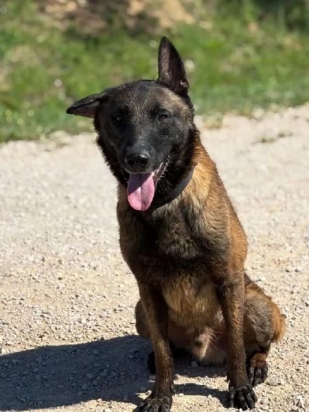 RIUK pastore belga malinois cerca casa - in adozione  | Foto 2