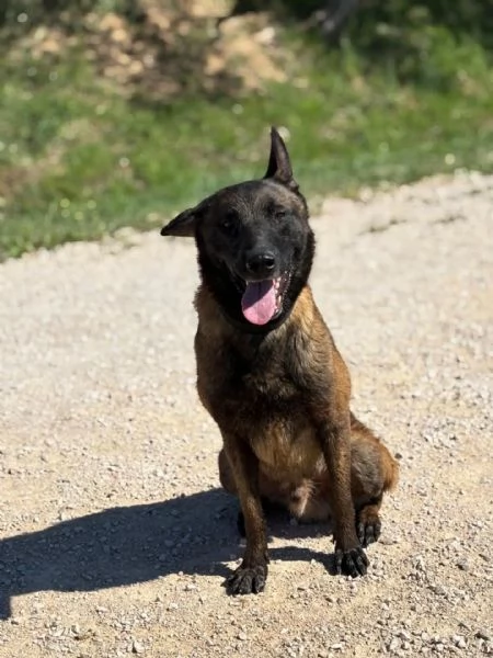 RIUK pastore belga malinois cerca casa - in adozione  | Foto 1