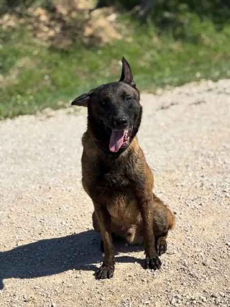 RIUK pastore belga malinois cerca casa - in adozione  | Foto 0