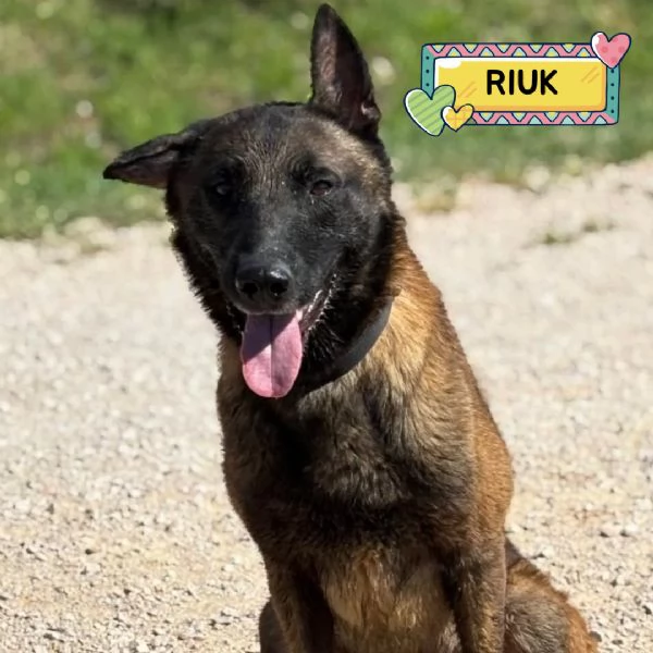 RIUK pastore belga malinois cerca casa - in adozione 