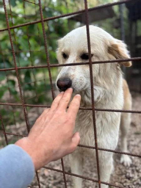 Fresia mix golden retriever 1 anno e mezzo cerca casa - in adozione | Foto 3