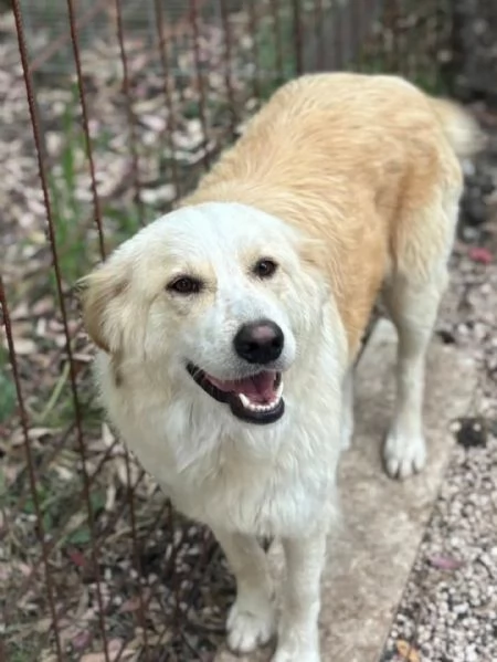 Fresia mix golden retriever 1 anno e mezzo cerca casa - in adozione | Foto 2