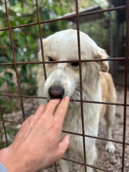 Fresia mix golden retriever 1 anno e mezzo cerca casa - in adozione | Foto 1