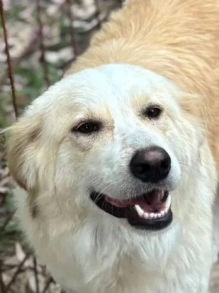 Fresia mix golden retriever 1 anno e mezzo cerca casa - in adozione | Foto 0