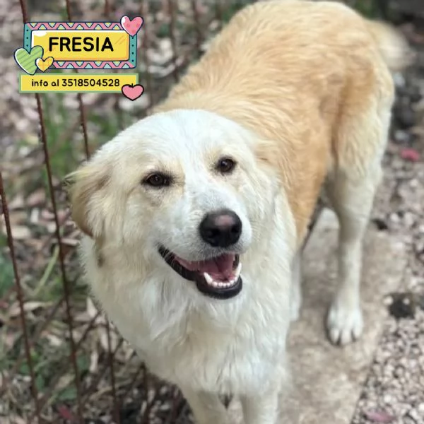Fresia mix golden retriever 1 anno e mezzo cerca casa - in adozione