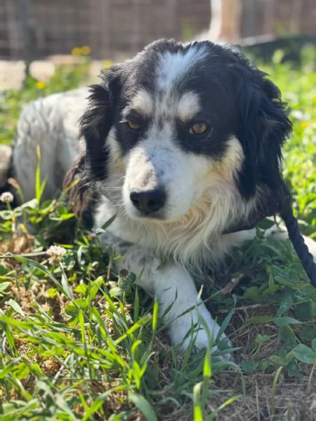 Balto dolce cagnolino taglia medio piccola cerca casa - in adozione  | Foto 2