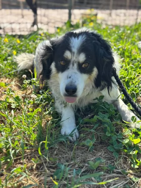 Balto dolce cagnolino taglia medio piccola cerca casa - in adozione  | Foto 1