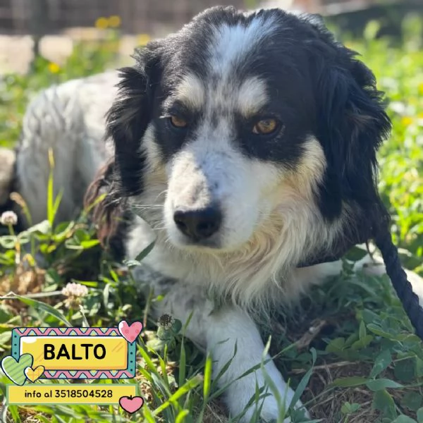 Balto dolce cagnolino taglia medio piccola cerca casa - in adozione 
