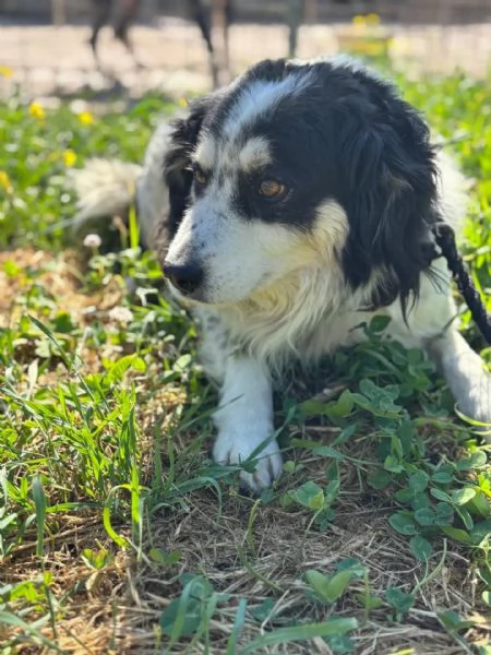 Balto dolce cagnolino taglia medio piccola cerca casa - in adozione  | Foto 0
