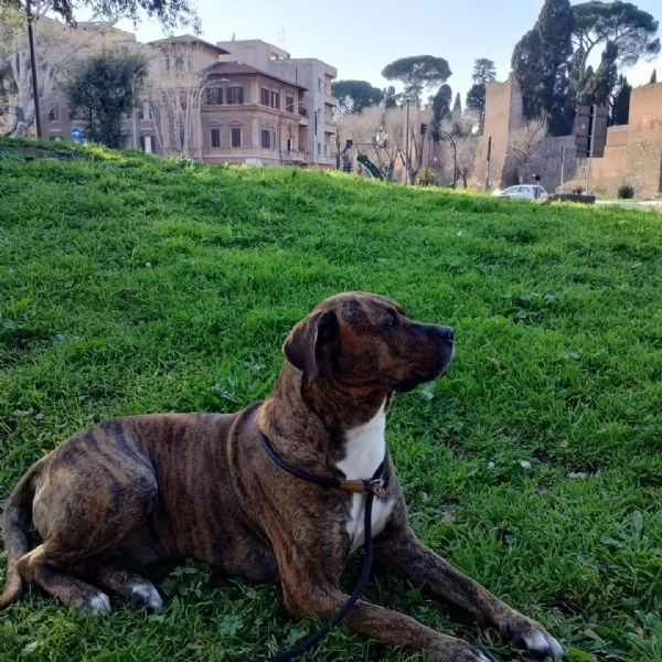 Azlan mix cane corso 4 anni cerca casa - in adozione | Foto 3