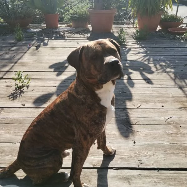 Azlan mix cane corso 4 anni cerca casa - in adozione | Foto 2