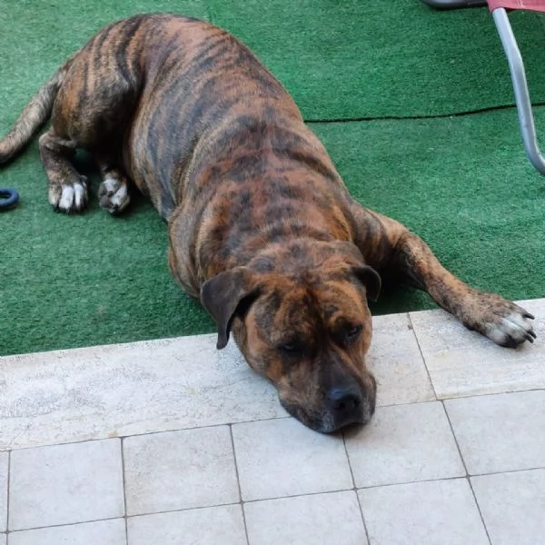 Azlan mix cane corso 4 anni cerca casa - in adozione | Foto 1