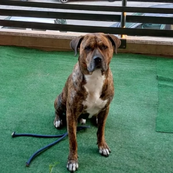 Azlan mix cane corso 4 anni cerca casa - in adozione | Foto 0