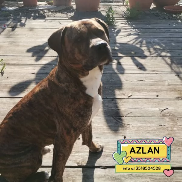 Azlan mix cane corso 4 anni cerca casa - in adozione
