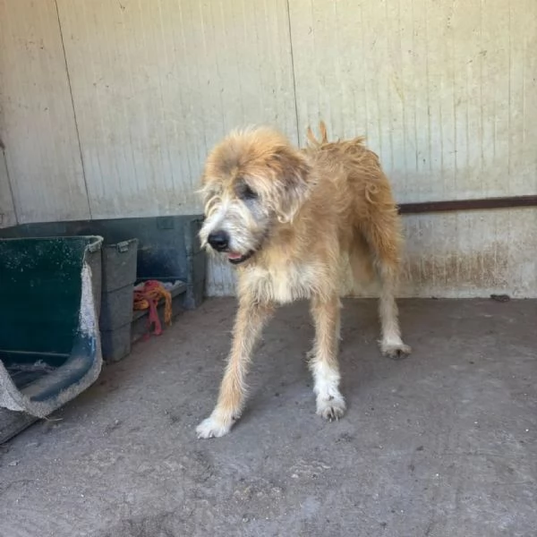 Lollo 9 anni cerca casa - tanti anni passati in canile! in adozione | Foto 3