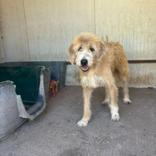Lollo 9 anni cerca casa - tanti anni passati in canile! in adozione | Foto 2