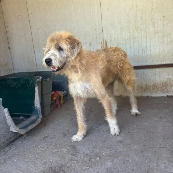 Lollo 9 anni cerca casa - tanti anni passati in canile! in adozione | Foto 1
