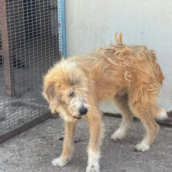 Lollo 9 anni cerca casa - tanti anni passati in canile! in adozione | Foto 0