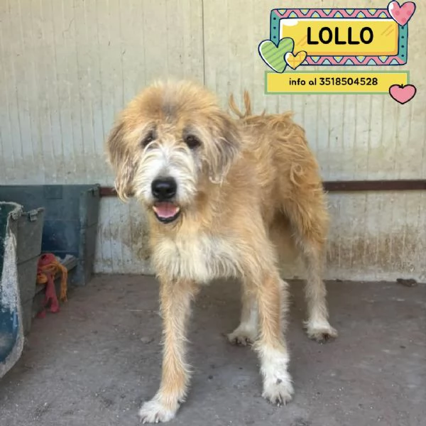 Lollo 9 anni cerca casa - tanti anni passati in canile! in adozione